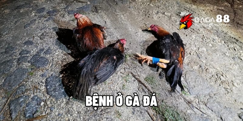 Bệnh Ở Gà Đá - Dấu Hiệu, Nguyên Nhân Và Cách Xử Lý Tại DAGA88 1 bệnh ở gà đá
