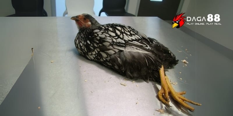 Bệnh Ở Gà Đá - Dấu Hiệu, Nguyên Nhân Và Cách Xử Lý Tại DAGA88 2 Các bệnh thường gặp ở gà đá