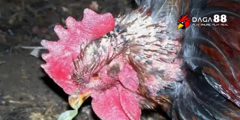 Bệnh Ở Gà Đá - Dấu Hiệu, Nguyên Nhân Và Cách Xử Lý Tại DAGA88 3 Triệu chứng và cách nhận biết bệnh ở gà đá