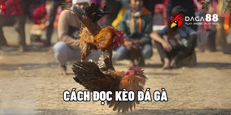 Cách Đọc Kèo Đá Gà Online Hiệu Quả – Bí Quyết Từ Daga88 1 cách đọc kèo đá gà