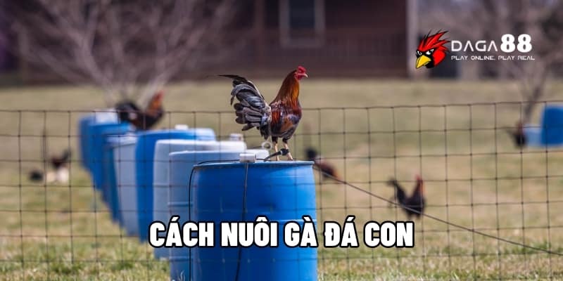 Bí Quyết Nuôi Gà Đá Con Khỏe Mạnh, Mau Lớn | Daga88 1 cách nuôi gà đá con