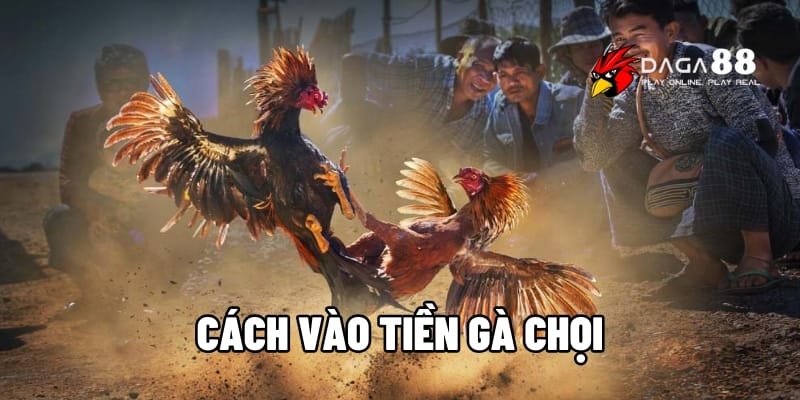 Cách Vào Tiền Gà Chọi Thắng Lớn Tại Daga88 1 cách vào tiền gà chọi