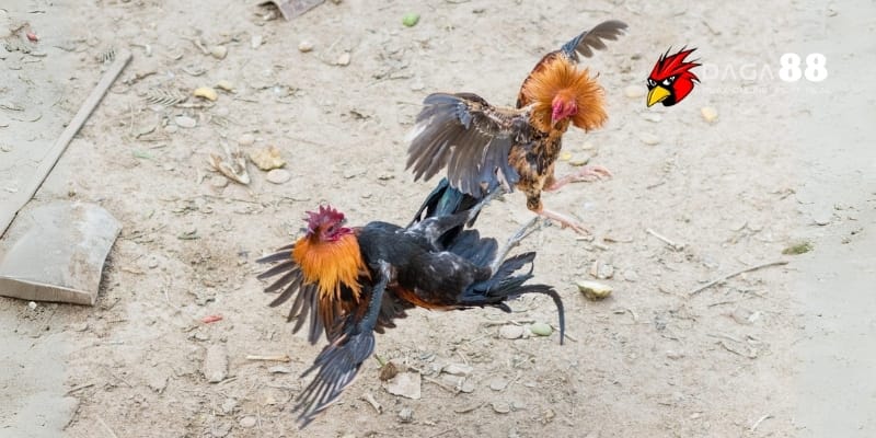 Cách Vào Tiền Gà Chọi Thắng Lớn Tại Daga88 2 Các yếu tố ảnh hưởng đến quyết định vào tiền gà chọi