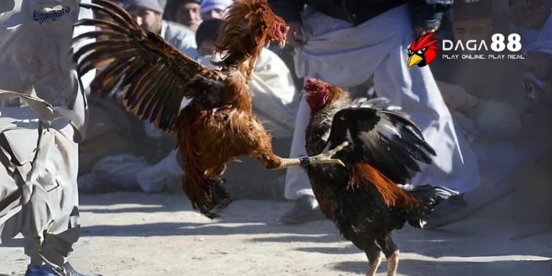 Cách Vào Tiền Gà Chọi Thắng Lớn Tại Daga88 4 Phân tích tỷ lệ cược và đánh giá khả năng thắng của gà chọi
