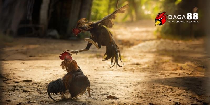 Cách Vào Tiền Gà Chọi Thắng Lớn Tại Daga88 3 Kinh nghiệm vào tiền gà chọi từ các sư kê chuyên nghiệp