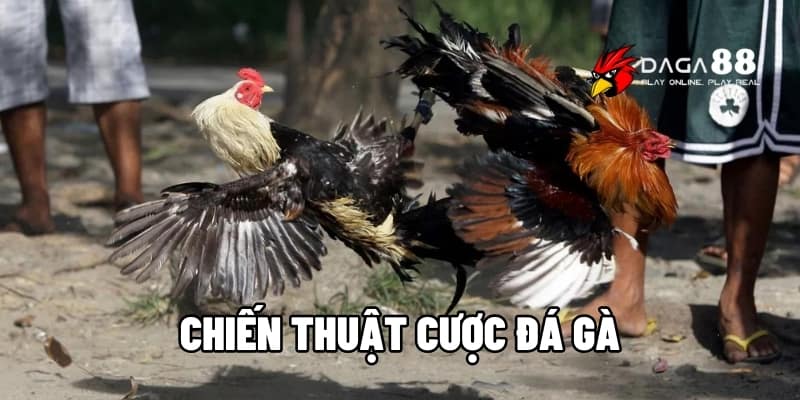Hướng Dẫn Chi Tiết Chiến Thuật Cược Đá Gà Hiệu Quả | Daga88 1 chiến thuật cược đá gà