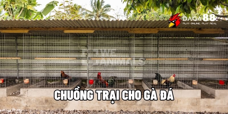 Chuồng Trại Cho Gà Đá - Thiết Kế Lý Tưởng, Nâng Tầm Chiến Kê Tại DAGA88 1 chuồng trại cho gà đá