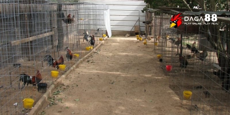 Chuồng Trại Cho Gà Đá - Thiết Kế Lý Tưởng, Nâng Tầm Chiến Kê Tại DAGA88 2 Tầm quan trọng của chuồng trại