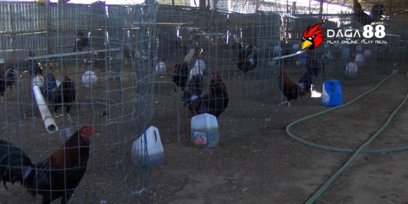 Chuồng Trại Cho Gà Đá - Thiết Kế Lý Tưởng, Nâng Tầm Chiến Kê Tại DAGA88 3 Thiết kế chuồng trại cho gà đá