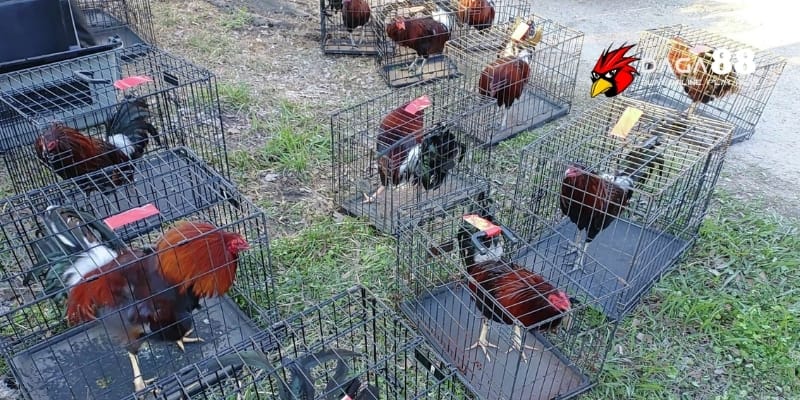 Chuồng Trại Cho Gà Đá - Thiết Kế Lý Tưởng, Nâng Tầm Chiến Kê Tại DAGA88 4 Bố trí nội thất chuồng trại cho gà đá