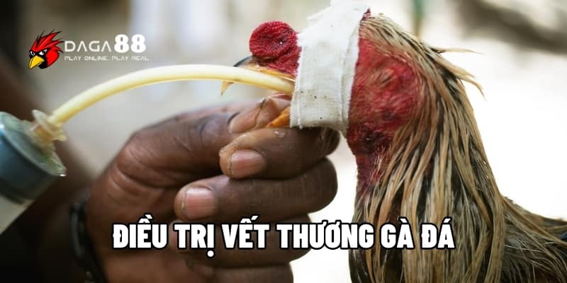 Điều Trị Vết Thương Gà Đá Hiệu Quả, Nhanh Chóng Phục Hồi Cùng DAGA88 1 điều trị vết thương gà đá