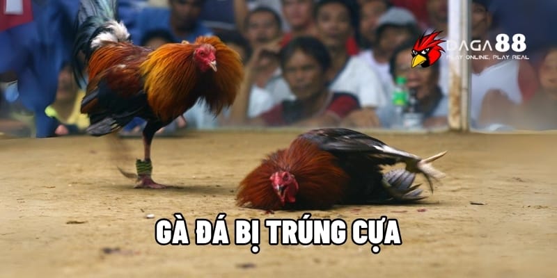 Gà Đá Bị Trúng Cựa – Dấu Hiệu, Cách Xử Lý Hiệu Quả Tại DAGA88 1 gà đá bị trúng cựa