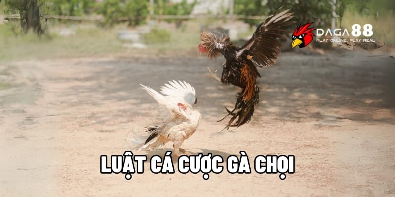 Luật Cá Cược Gà Chọi - Hướng Dẫn Và Cách Tính Thắng Thua Tại DAGA88 1 Luật cá cược gà chọi