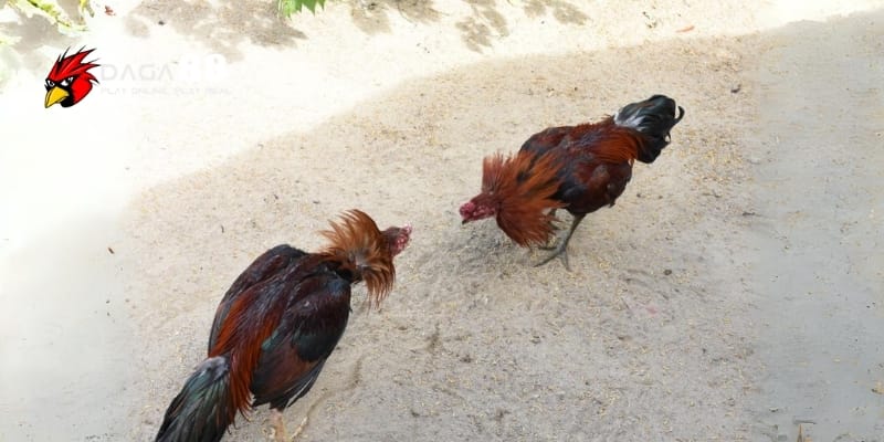 Luật Cá Cược Gà Chọi - Hướng Dẫn Và Cách Tính Thắng Thua Tại DAGA88 3 Cách tính thắng thua trong cá cược gà chọi