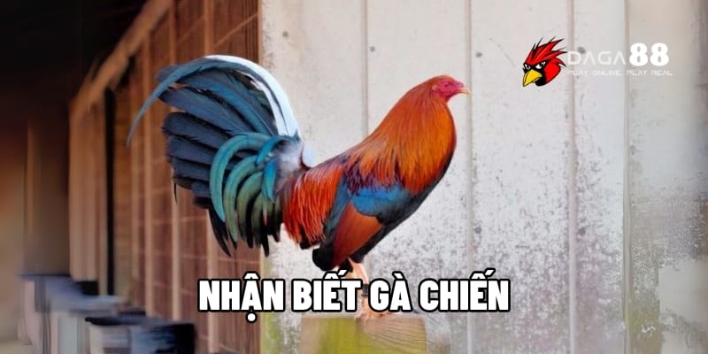 Nhận Biết Gà Chiến Bách Chiến Bách Thắng Cùng Daga88 1 nhận biết gà chiến