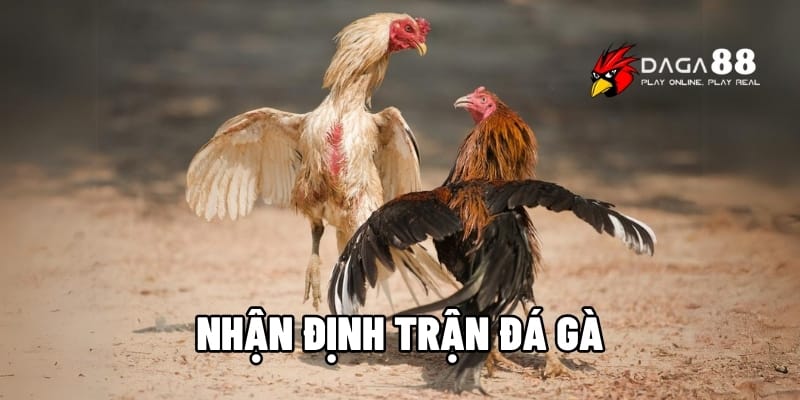 Cách nhận định trận đá gà hiệu quả cùng Daga88 1 nhận định trận đá gà