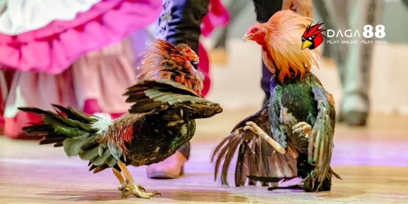 Cách nhận định trận đá gà hiệu quả cùng Daga88 2 Các yếu tố cần phân tích khi nhận định trận đá gà