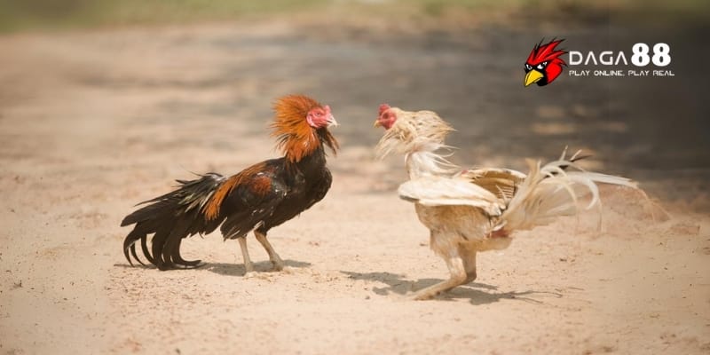 Cách nhận định trận đá gà hiệu quả cùng Daga88 3 Cách chuyên gia tại Daga88 đưa ra nhận định trận đá gà