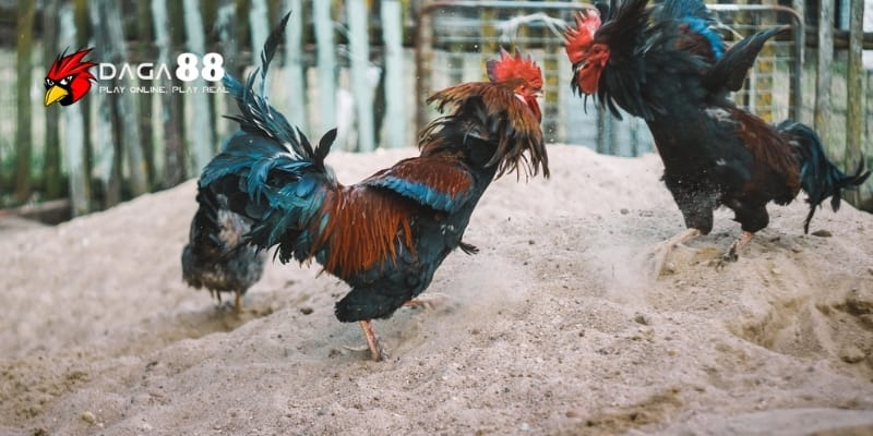 Cách nhận định trận đá gà hiệu quả cùng Daga88 4 Mẹo dành cho người mới khi học cách nhận định trận đá gà