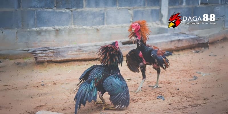 Phân Tích Đòn Lối Gà Đá Daga88 - Cược Đâu Thắng Đó 2 Ảnh hưởng của lối đá đến kết quả thi đấu