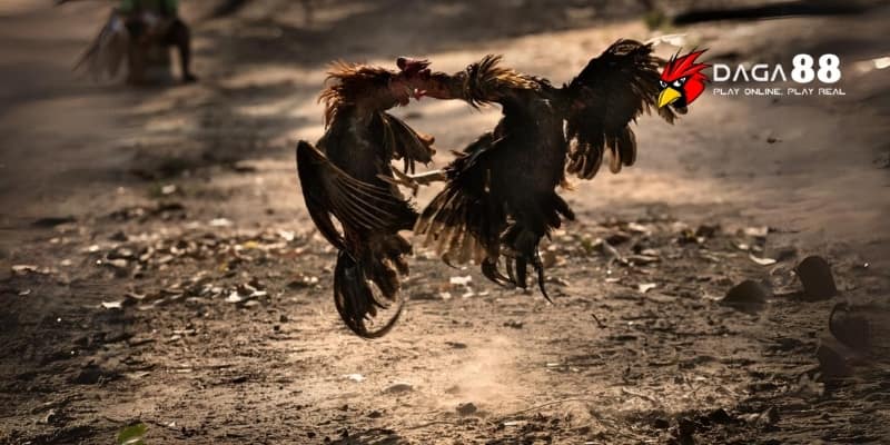 Phân Tích Đòn Lối Gà Đá Daga88 - Cược Đâu Thắng Đó 3 Phân tích đòn lối gà đá phổ biến