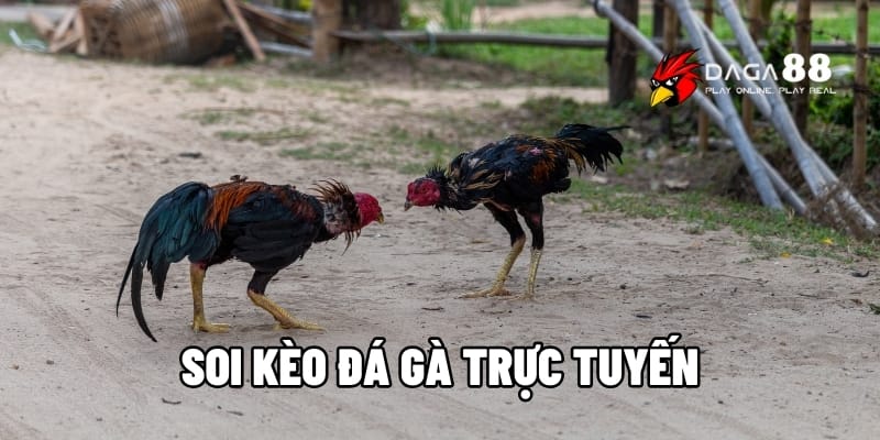 Soi Kèo Đá Gà Trực Tuyến Để Luôn Giành Lợi Thế Cùng Daga88 1 soi kèo đá gà trực tuyến