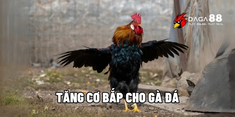 Bí Quyết Tăng Cơ Bắp Cho Gà Đá Chiến, Sức Mạnh Vượt Trội Tại DAGA88 1 tăng cơ bắp cho gà đá