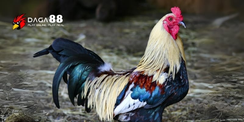 Bí Quyết Tăng Cơ Bắp Cho Gà Đá Chiến, Sức Mạnh Vượt Trội Tại DAGA88 2 Tầm quan trọng của cơ bắp đối với gà đá chiến