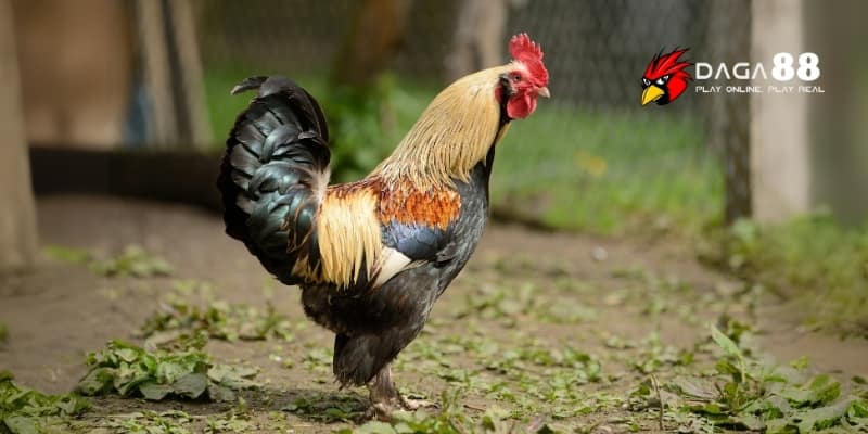 Bí Quyết Tăng Cơ Bắp Cho Gà Đá Chiến, Sức Mạnh Vượt Trội Tại DAGA88 3 Chế độ dinh dưỡng tăng cơ bắp cho gà đá
