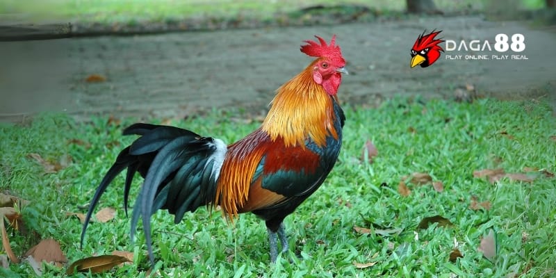 Bí Quyết Tăng Cơ Bắp Cho Gà Đá Chiến, Sức Mạnh Vượt Trội Tại DAGA88 4 Các bài tập tăng cơ bắp hiệu quả cho gà đá