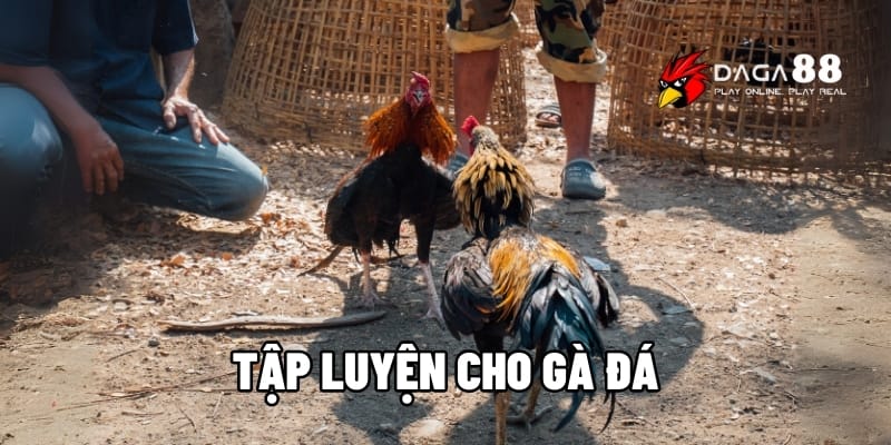 Tập Luyện Cho Gà Đá Daga88 - Bí Quyết Tạo Chiến Kê Bất Bại 1 Tập luyện cho gà đá