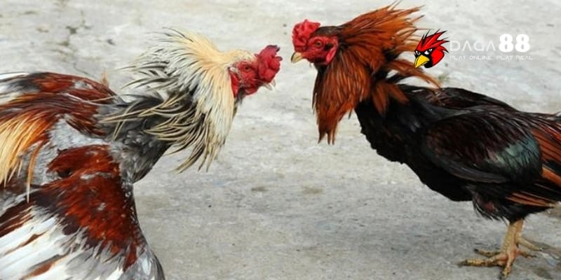 Tỷ lệ kèo đá gà – Chìa khóa thắng lớn khi cược tại Daga88 2 Tổng quan về tỷ lệ kèo đá gà trong cá cược