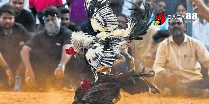 Tỷ lệ kèo đá gà – Chìa khóa thắng lớn khi cược tại Daga88 3 Hướng dẫn đọc tỷ lệ kèo đá gà chi tiết cho người mới