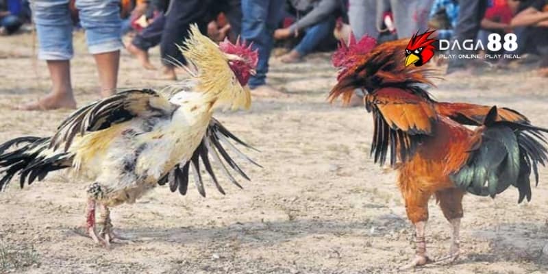 Tỷ lệ kèo đá gà – Chìa khóa thắng lớn khi cược tại Daga88 4 Lý do nên soi kèo đá gà tại Daga88