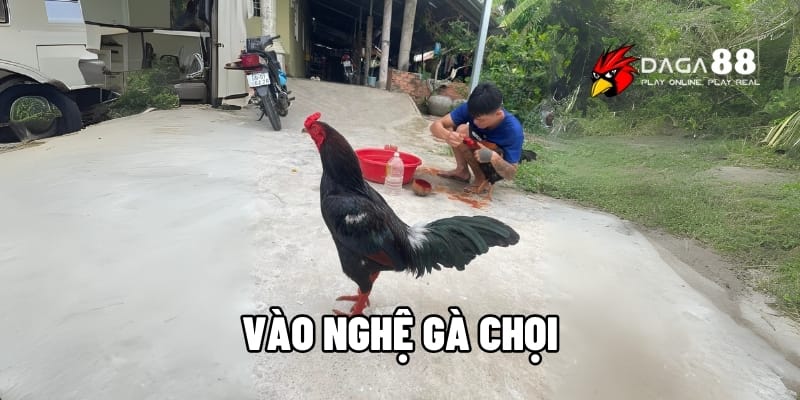 Kỹ Thuật Vào Nghệ Gà Chọi Giúp Tăng Cơ Bắp, Lên Da Đẹp Cùng DAGA88 1 vào nghệ gà chọi