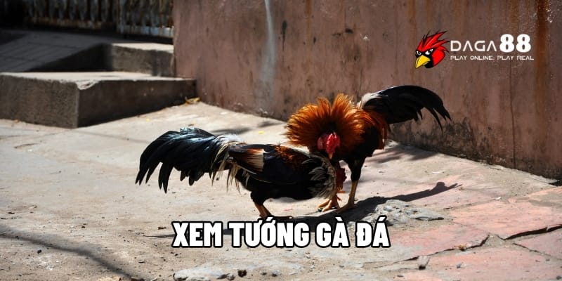 Xem Tướng Gà Đá – Cách Nhận Biết Gà Chiến Đá Hay, Lì Đòn Tại DAGA88 1 xem tướng gà đá